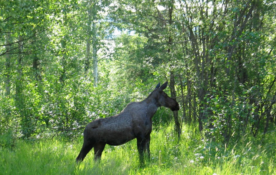 Alaska 27Jun-1Jul2007 EET 020 - 2